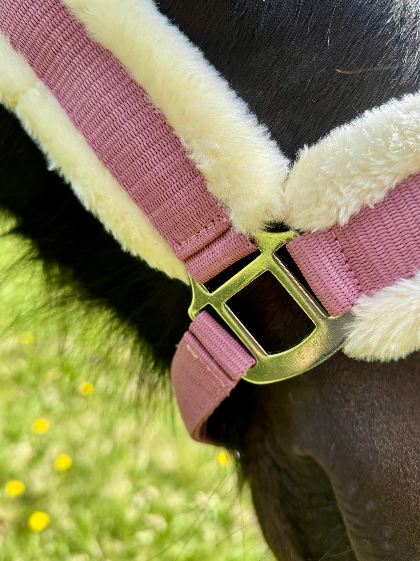 Cavalli Teddy Grime - Old rose