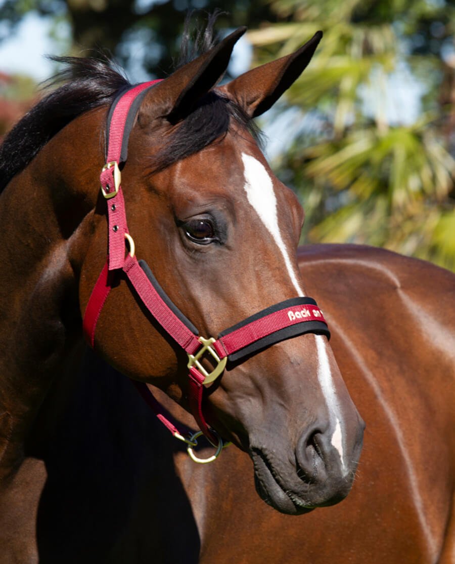 Back on Track - "Werano" grime - Rød - animondo.dk - 20648700