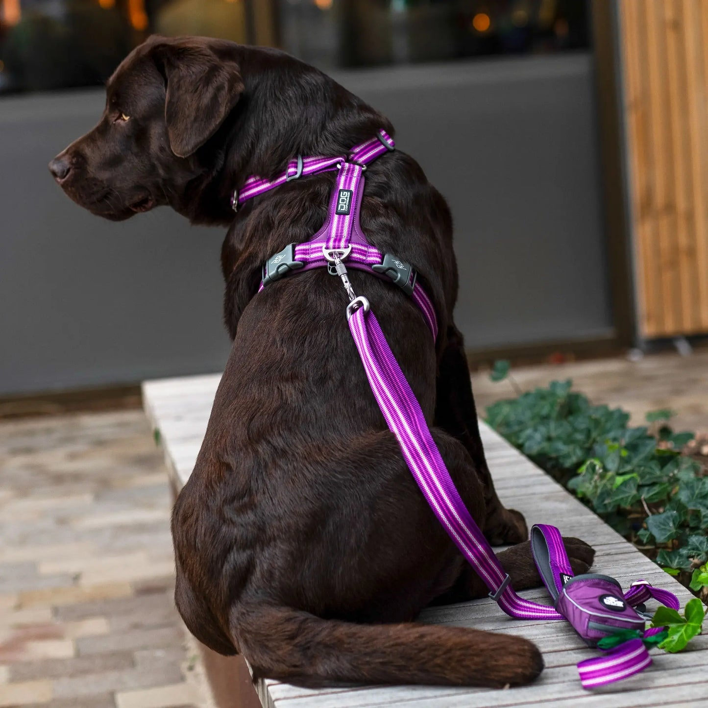 Dog Copenhagen - "Comfort Walk Air™" Sele - Lilla