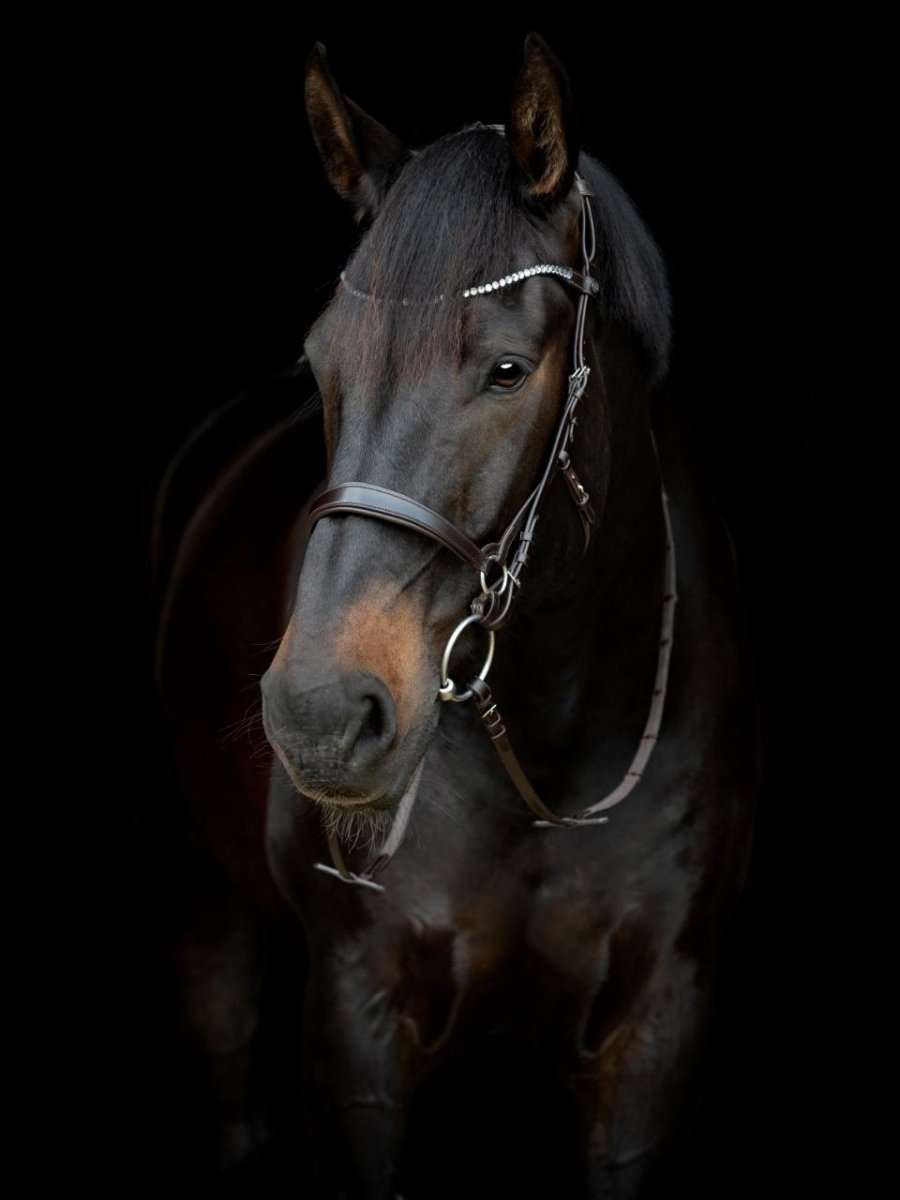 Gentle bridle - Komplet trense - Str. Full - Brun - animondo.dk -