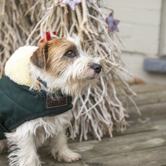Kentucky Dog Coat Original - Mørkegrøn - animondo.dk