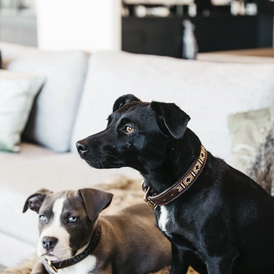 Kentucky Dog Collar Handmade Pearls - Guld - animondo.dk