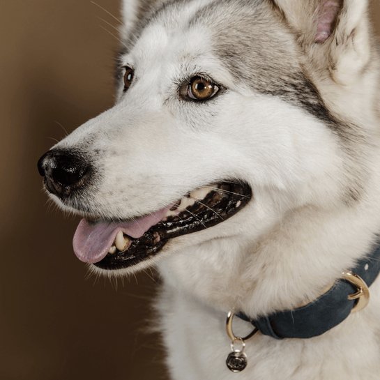 Kentucky Dog Collar Vegan Leather - Navy/Beige - animondo.dk