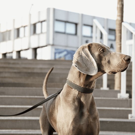 Plaited Nylon dog lead Olivengrøn - animondo.dk