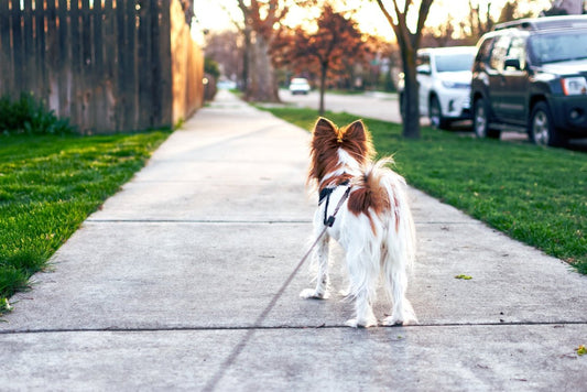 De 10 Mest Almindelige Sygdomme, Som Din Hund Kan Få - animondo.dk