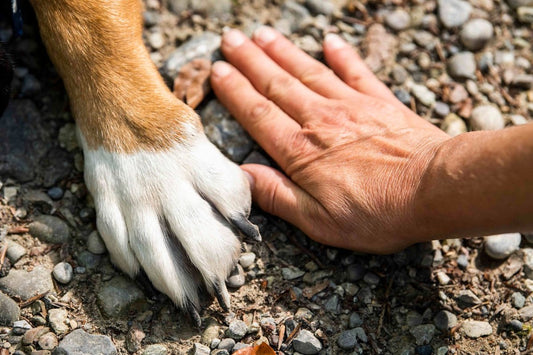 Negleklipning af Hunde: Sådan Gør Du Det Rigtigt - animondo.dk