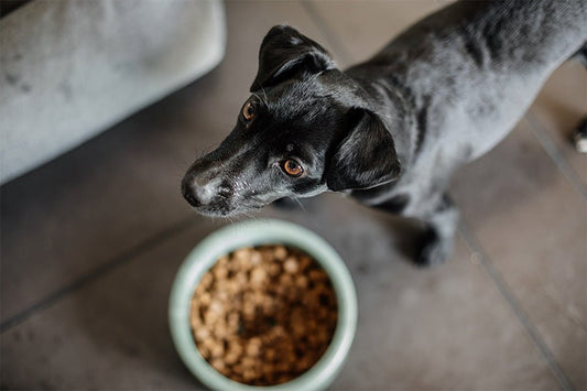 Vælg det rigtige hundefoder: En guide til at vælge det bedste foder til din hund - animondo.dk