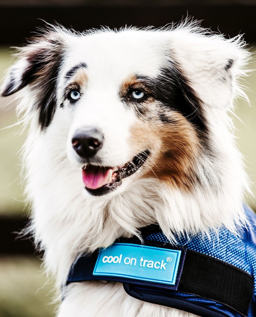 Back on Track - "Cool on Track" Kølende hundedækken - animondo.dk - 43210325