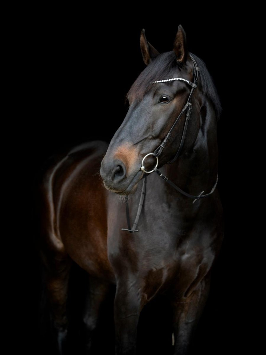 CATAGO - Gentle Bridle Kæberem m. Spænder - Sort - animondo.dk - 800343001