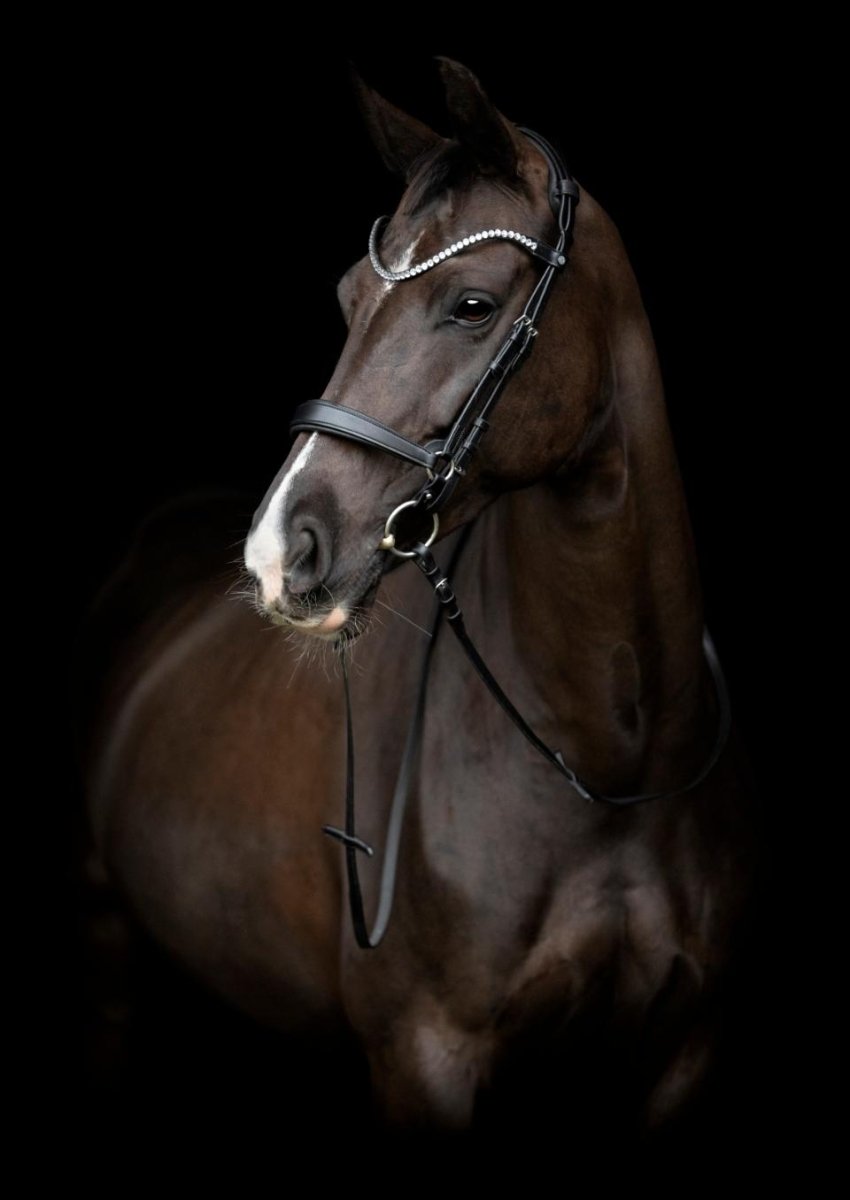 CATAGO - Gentle Bridle Kindstykker - Sort - animondo.dk - 800303001