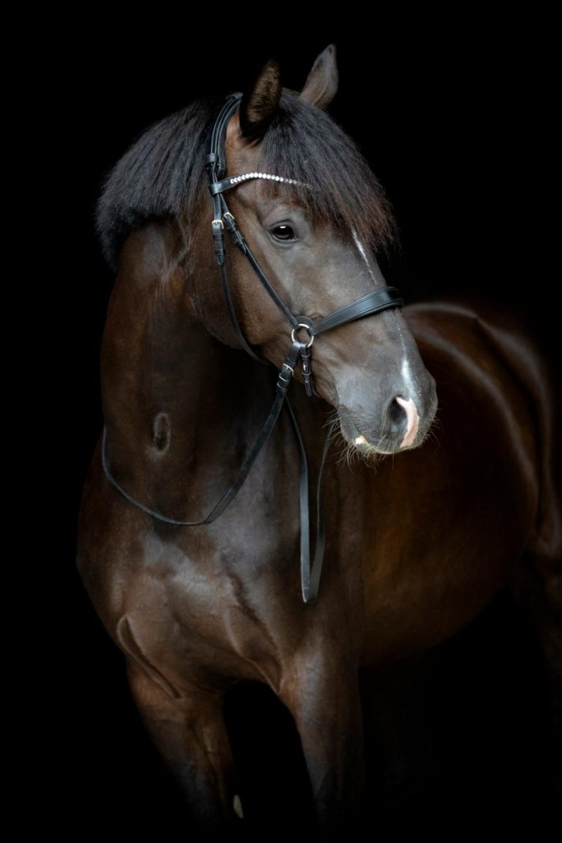 CATAGO - Gentle Bridle Næserem - Sort - animondo.dk - 800313001