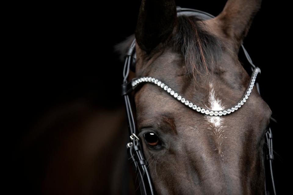 CATAGO - Gentle Bridle Pandebånd - Sort - animondo.dk - 800293001