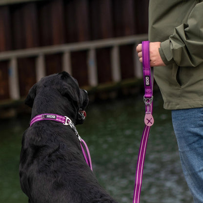 Dog Copenhagen Urban Style™ Halsbånd - Purple Passion - animondo.dk - COL0383