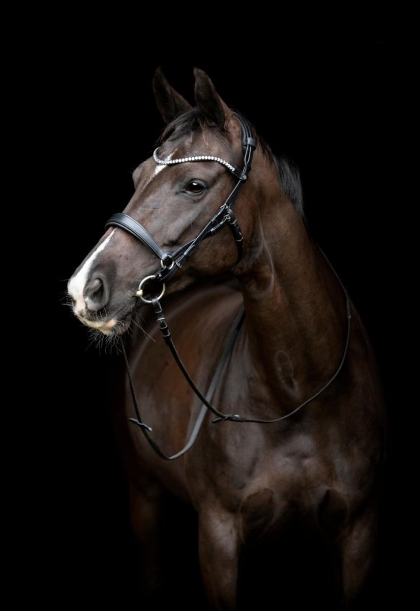 Gentle bridle - Komplet trense - str full - Sort - animondo.dk - 