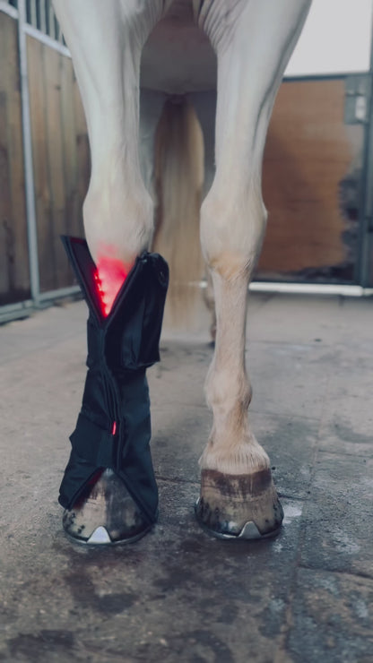 Equine LTS - New Red Edition +  2 elastikker