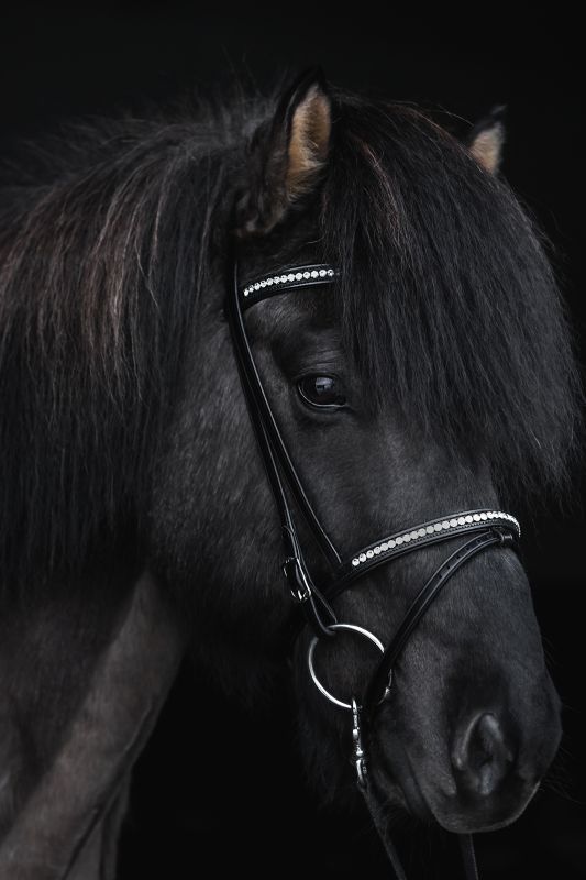 Top Reiter - "DEMANTUR" Engelsk Næsebånd - Sort/Hvid - animondo.dk - NR - DM - EK - WH