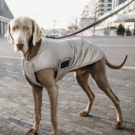 Dog coat reflective & water repellent belly cover Silver 150g - animondo.dk