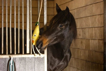 Excellent Horse Foodie Friends Pear - animondo.dk