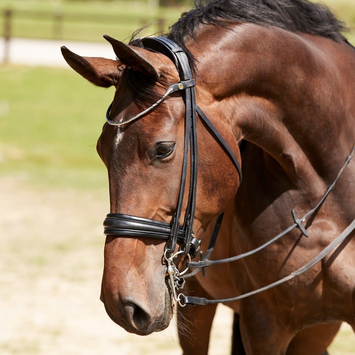 Finesse Bridles Cayenne Kandar, flad m. bredt næsebånd - sort/hvid/lak/sølv - animondo.dk