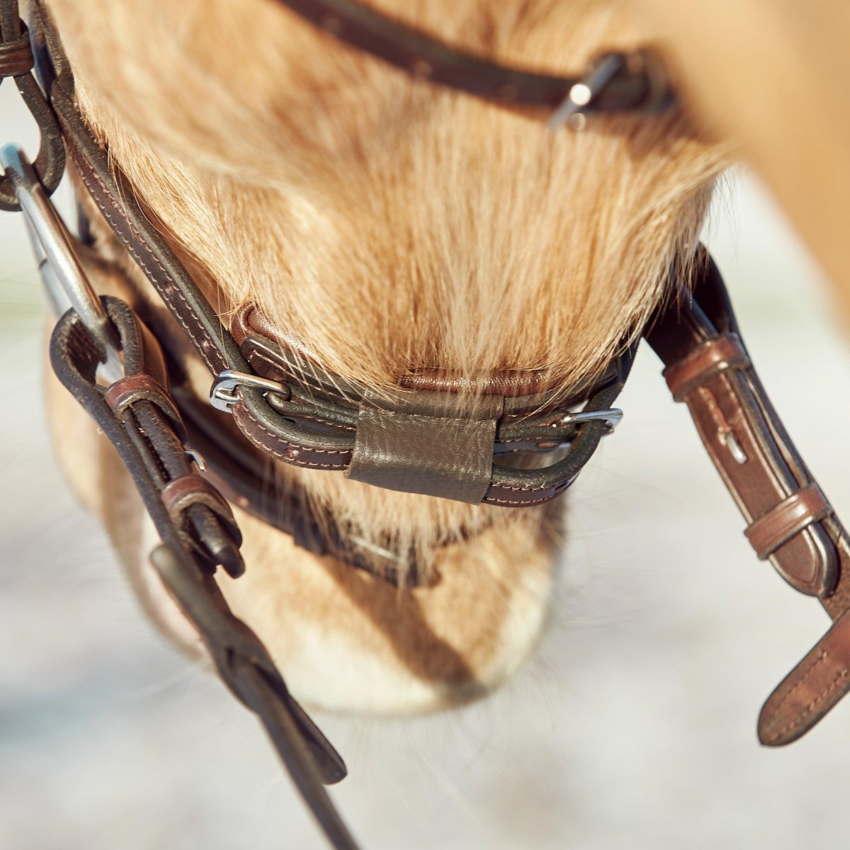 Finesse Bridles Zorro Trense, flad m. smalt næsebånd - brun/brun/sølv - animondo.dk