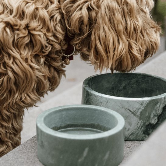 Kentucky Dog Bowl Marmor - Grøn - animondo.dk