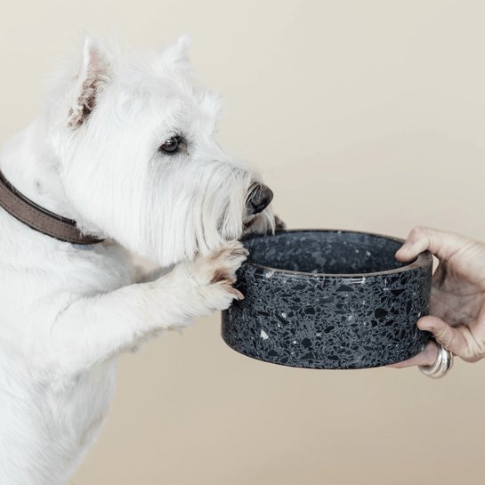 Kentucky Dog Bowl Terrazzo Stone - Sort - animondo.dk
