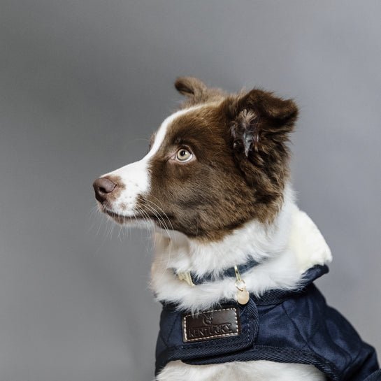 Kentucky Dog Coat Original - Navy - animondo.dk