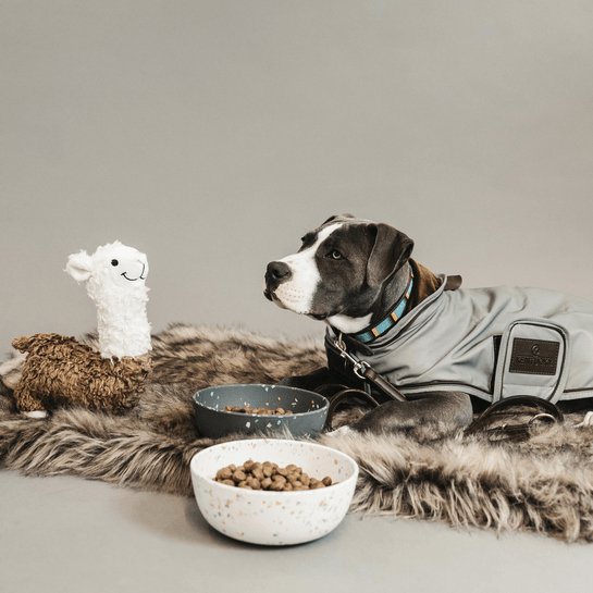 Kentucky Dog Coat Reflective & Water Repellent - Sølv - animondo.dk