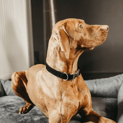 Kentucky Dog Collar corduroy - Sort - animondo.dk