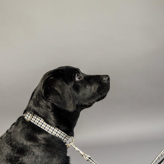Kentucky Dog Collar Pied-de-Poule - Brun - animondo.dk