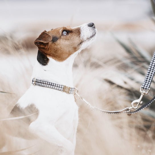 Kentucky Dog Collar Pied-de-Poule - sort - animondo.dk