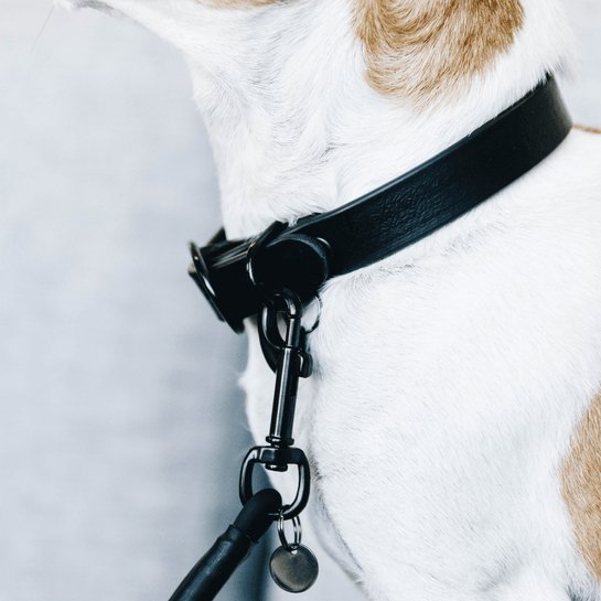 Kentucky Dog Collar Soft Rubber - Sort - animondo.dk