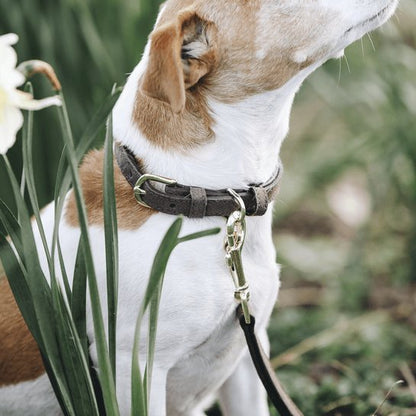 Kentucky Dog Collar Velvet Leather - animondo.dk