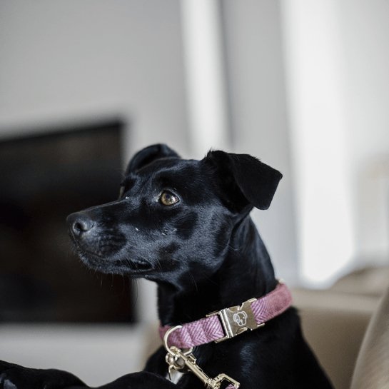 Kentucky Dog Collar Wool - Lys Pink - animondo.dk