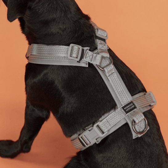 Kentucky Dog Harness Active Reflective - animondo.dk