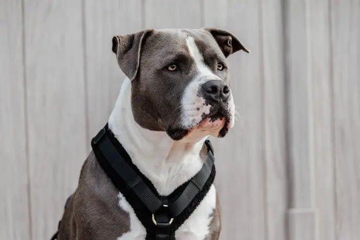 Kentucky Dog Harness Active Teddy Fleece - Sort - animondo.dk