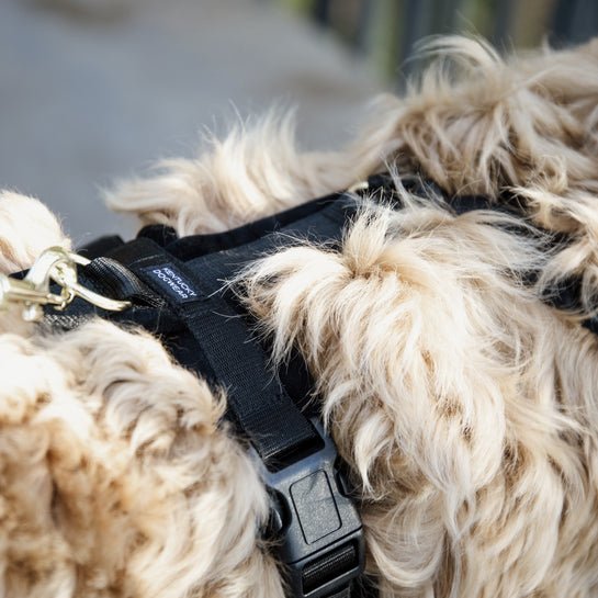 Kentucky Dog Harness Active Velvet - Sort - animondo.dk