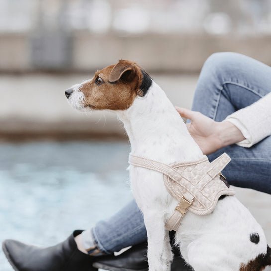 Kentucky Dog Harness Body Safe Wool - Beige - animondo.dk