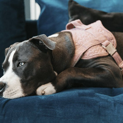 Kentucky Dog Harness Body Safe Wool - Lys Rose - animondo.dk
