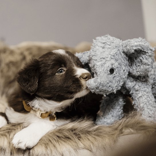 Kentucky Dog Soft Toy Elephant Elsa - animondo.dk