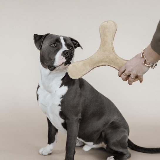 Kentucky Dog Toy Pastel Boomerang - Beige - animondo.dk