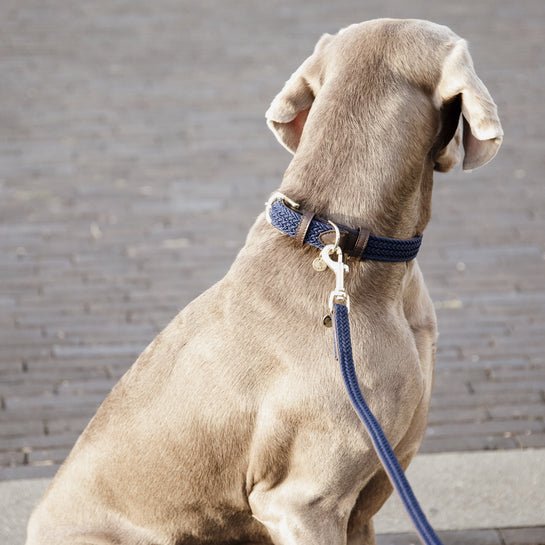 Kentucky Plaited Nylon Dog Lead - Navy - animondo.dk