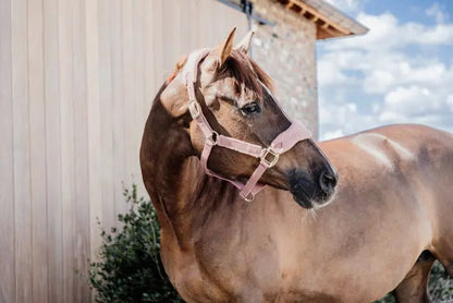 Kentucky Teddy Fleece Halter - Old Rose - animondo.dk