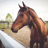 Outlet - Hest