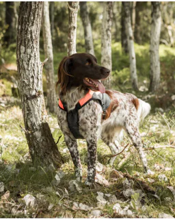 Back on Track TRAKK Signalvest med beskyttelse til hund