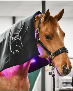 Equine LTS Topline Action