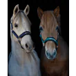 Blå og Grøn